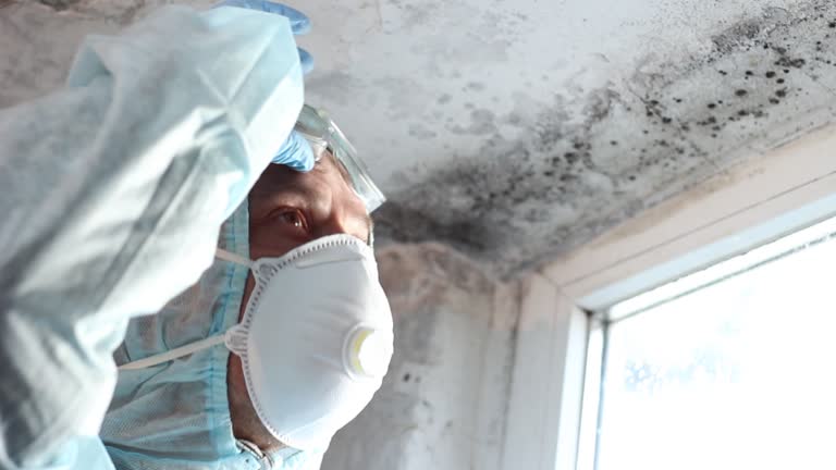 Why You Should Choose Our Mold Remediation Services in Quanah, TX